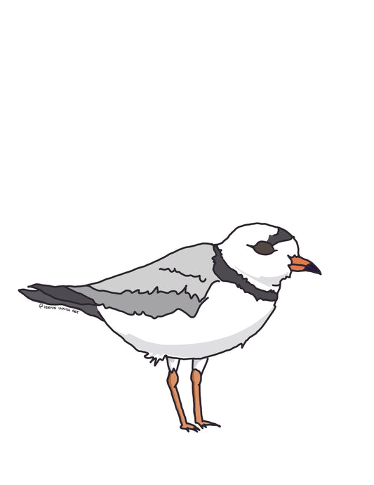 Piping Plover Sticker