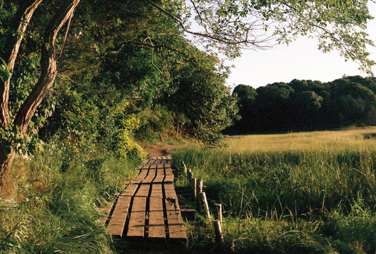 Cape Cod's Secret Trails: A Local’s Guide