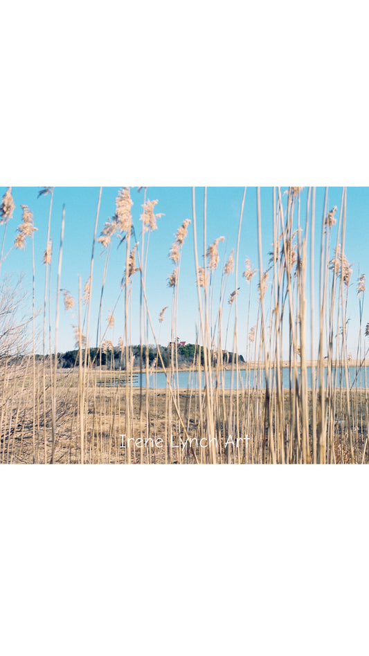 Through the Beach Grass